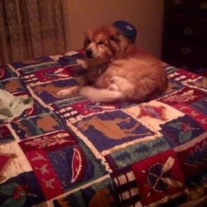 Meet your Posher, Buddy